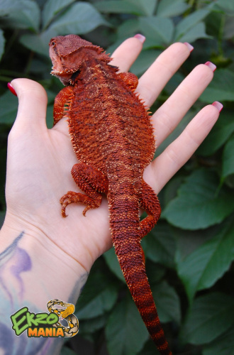 Бородатая агама (Pogona vitticeps) Red Monster фото 3