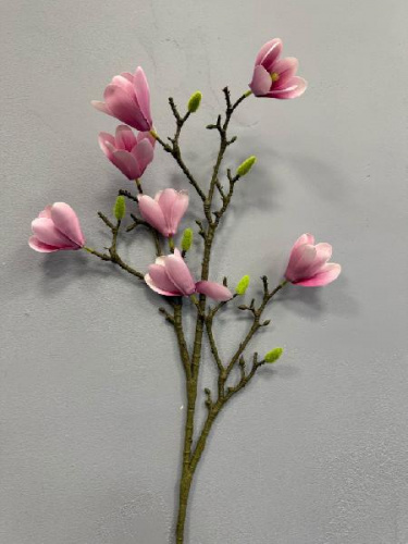 Магнолия большая