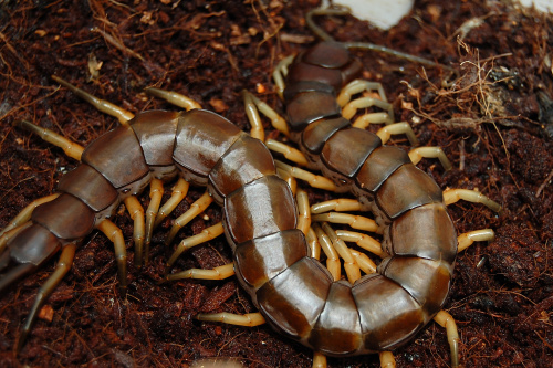 Scolopendra sp. "Vietnam black tip"