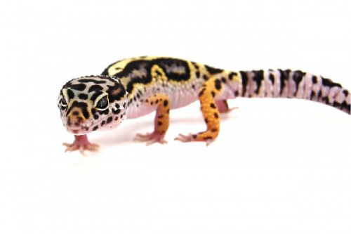 Пятнистый эублефар (Eublepharis macularius) Mack Snow Black Night (2025г)