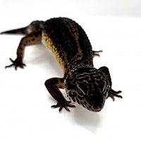 Пятнистый эублефар (Eublepharis macularius) Black Night (самка) 13