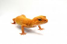 Пятнистый эублефар (Eublepharis macularius) Hypo Bell Albino (самка)