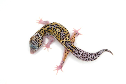 Пятнистый эублефар (Eublepharis macularius) Mack Snow Eclipse phet Tremper Albino (2025г) фото 3