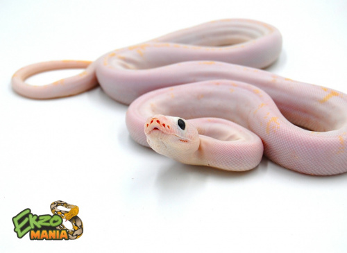 Сетчатый питон (Python reticulatus) Leucistic CB фото 2