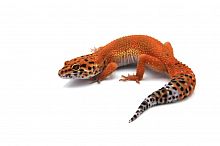 Пятнистый эублефар (Eublepharis macularius) Hypo Tangerine Carrot Tail Inferno line (2025г)