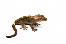 Реснитчатый бананоед (Correlophus ciliatus) Fire (самец)