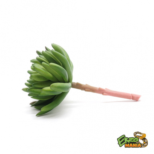 Суккулент 17 фото 4