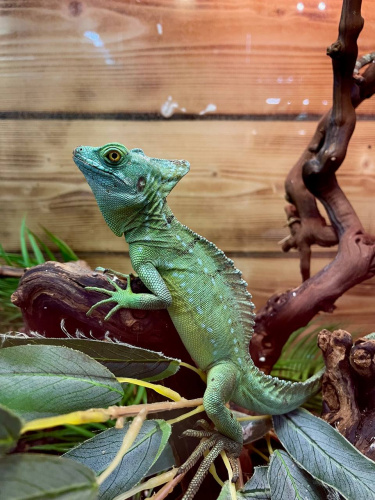 Василиск шлемоносный (Basiliscus basiliscus) фото 4