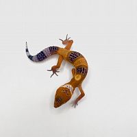 Пятнистый эублефар (Eublepharis macularius) Blood het Eclipse, Tremper Albino (2025г)
