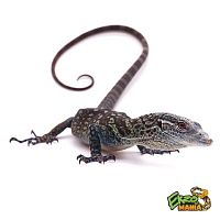 Варан макрея (Varanus macraei) самец