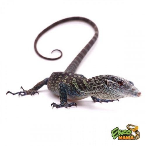 Варан макрея (Varanus macraei) самец