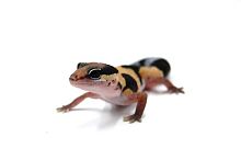 Гемитеконикс толстохвостый (Hemitheconyx caudicinctus) (2025г)