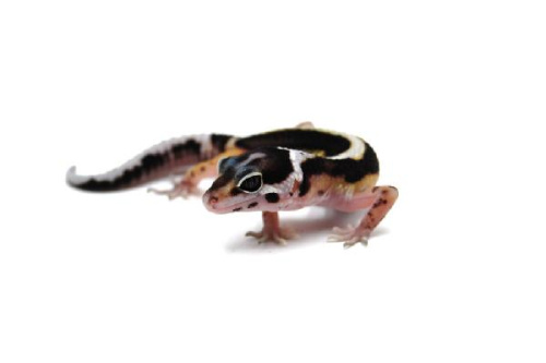 Пятнистый эублефар (Eublepharis macularius) Mack Snow Black Night Stripe (2025г)