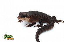 Сцинк шероховатый Бэкона (Tropidophorus baconi)