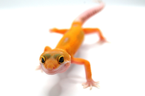 Пятнистый эублефар (Eublepharis macularius) Super Hypo Tangerine W&Y (2025г) фото 4