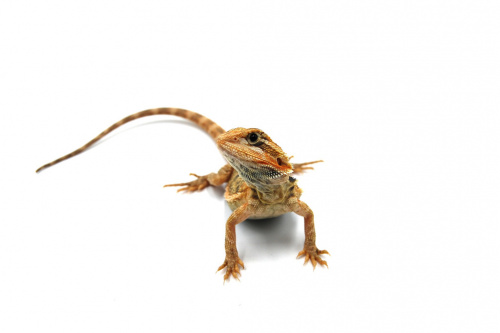 Бородатая агама (Pogona vitticeps) Hypo Trans фото 2
