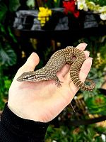 Кольцехвостый варан (Varanus Acanthurus) самец