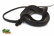 Ксенодерм яванский (Xenodermus javanicus)