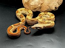 Удав императорский (Boa constrictor imperator) Max Caramel Motley (самка)