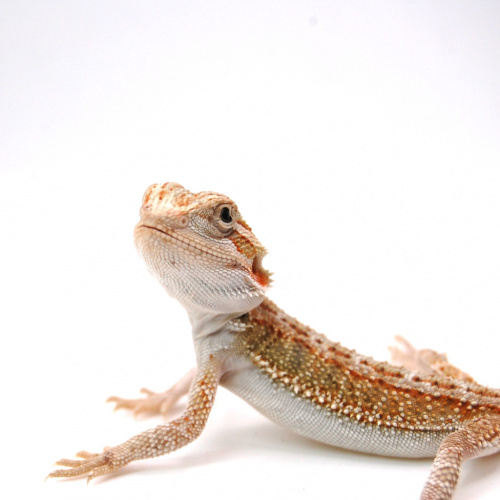 Бородатая агама  (Pogona vitticeps) Hypo het Zero, Trans фото 2
