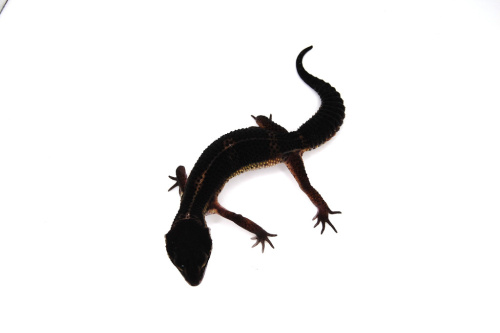 Пятнистый эублефар (Eublepharis macularius) Black Night (12.1.3003) (2025г) фото 2