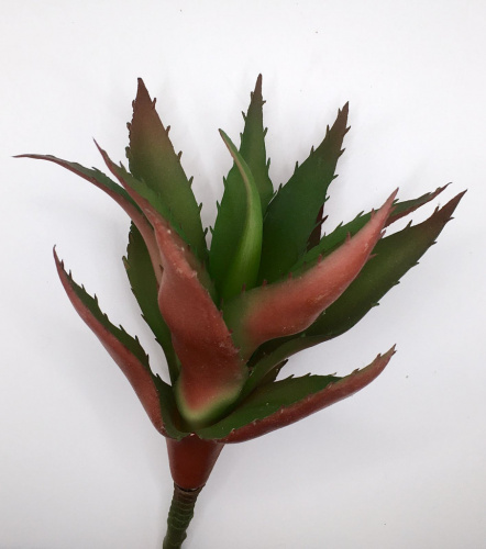 Суккулент 52