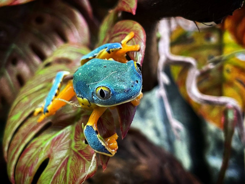 Квакша Сильвия (Cruziohyla sylviae) фото 3