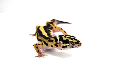 Пятнистый эублефар (Eublepharis macularius) Bandit stripe phet Bell Albino