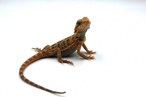 Бородатая агама (Pogona vitticeps) Hypo Trans фото 5