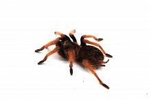 Brachypelma klaasi  самка L 4-5