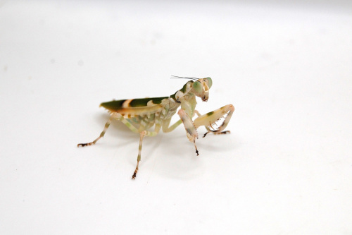 Опоясанный цветочный богомол (Theopropus sp Vietnam) фото 3