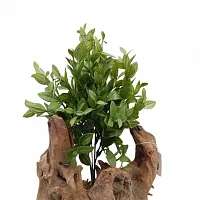 Иглица (мышиный тёрн или рускус)