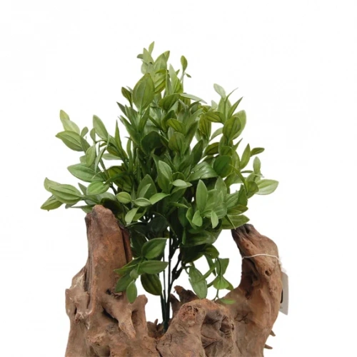 Иглица (мышиный тёрн или рускус)