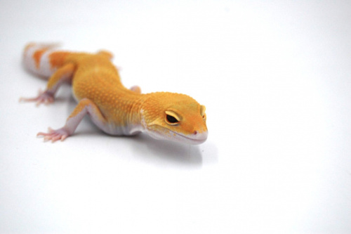 Пятнистый эублефар (Eublepharis macularius) RAPTOR фото 2