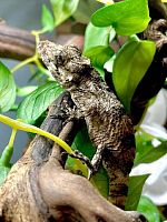 Хамелеолис (Chamaeleolis porcus) самка (2025г)