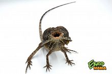 Плащеносная ящерица (Chlamydosaurus kingii)