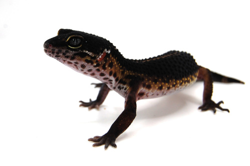 Пятнистый эублефар (Eublepharis macularius) Black Night (12.2.2989) (2025г) фото 4