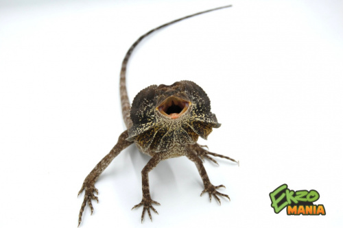 Плащеносная ящерица (Chlamydosaurus kingii)