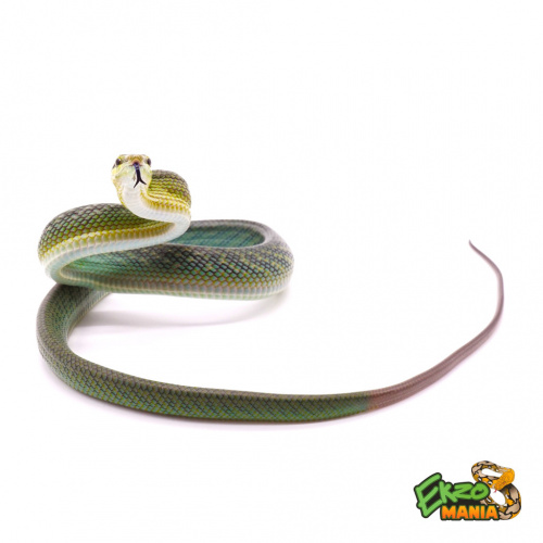 Полоз краснохвостый (Gonyosoma oxycephalum) фото 3