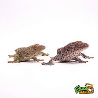 Геккон Токи (Gecko Gekko) - пара