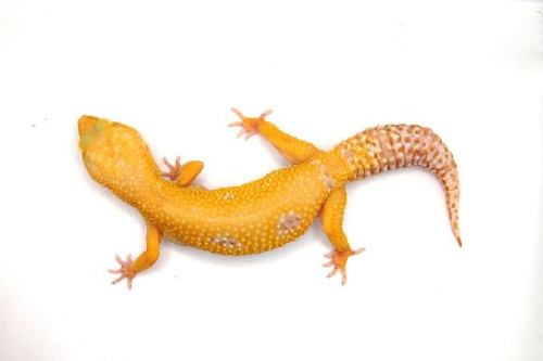 Пятнистый эублефар (Eublepharis macularius) Super Hypo Bell Albino (самка)