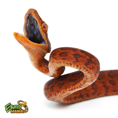 Доминиканский удав (Chilabothrus striatus) фото 2