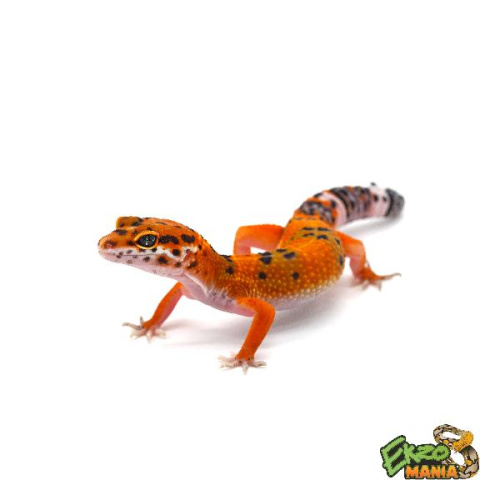 Пятнистый эублефар (Eublepharis macularius) Blood cross BN (самка)