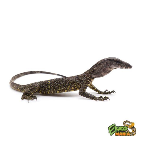 Южноазиатский варан (Varanus rudicollis)