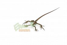 Шлемоносный василиск Basiliscus basiliscus