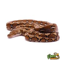 Сетчатый питон (Python reticulatus)  Dwarf Normal