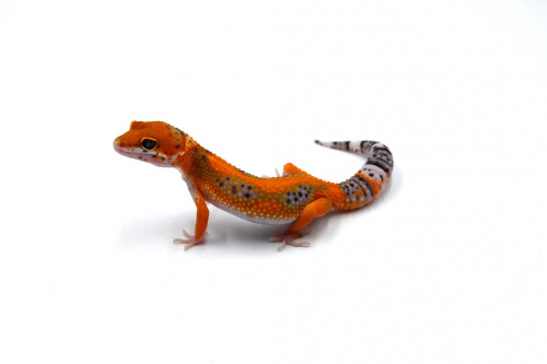 Пятнистый эублефар (Eublepharis macularius) Inferno (2025г) фото 8