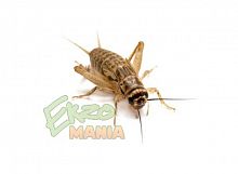 Сверчок домовый предимаго - уп. 100 шт. Сверчок домовый предимаго - уп. 100 шт.