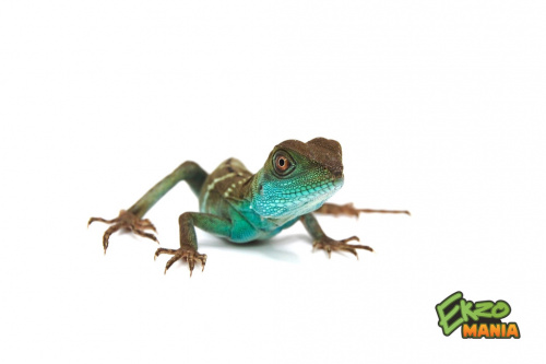 Водяная агама (Physignathus cocincinus) малыши (18.09.24г) фото 2