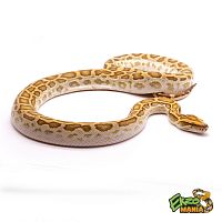 Тигровый питон (Python molurus) Hypo (самец)